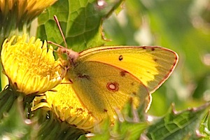 Orange Sulphur Butterfly